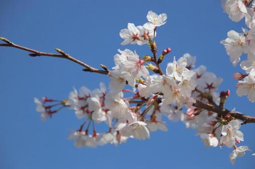 Cherry blossoms in full bloom, JPG Cherry blossoms in full bloom, JPG