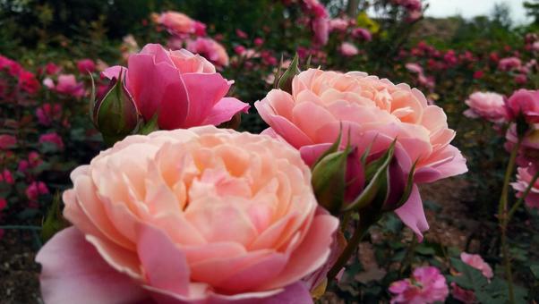 微笑みの薔薇 微笑みの薔薇の写真
