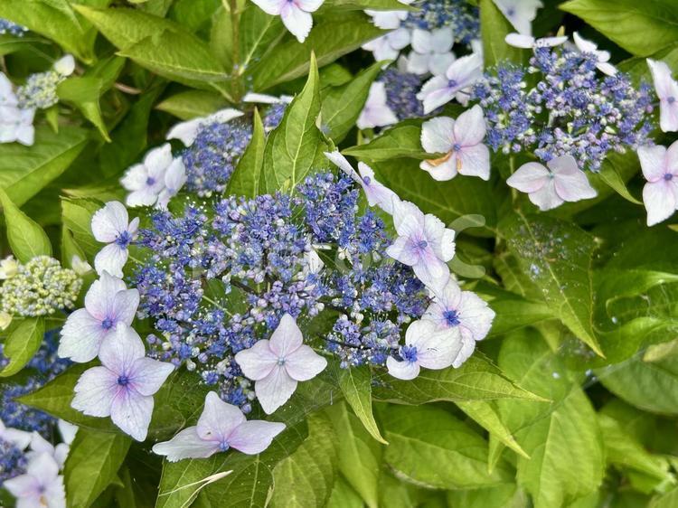ガクアジサイ(紫陽花)の青色の花 紫陽花,ガクアジサイ,梅雨の写真素材