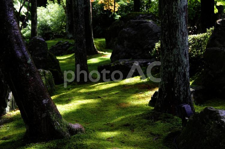 苔のある風景 苔,苔生した,苔むしたの写真素材