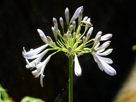 Photo, agapanthus, purple clam, blue, 