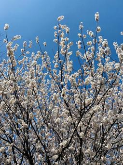 桜 桜の写真