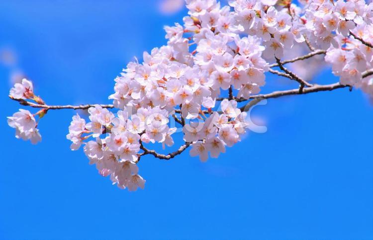 花の背景・素材/桜と綺麗な青空 桜,春,花の写真素材