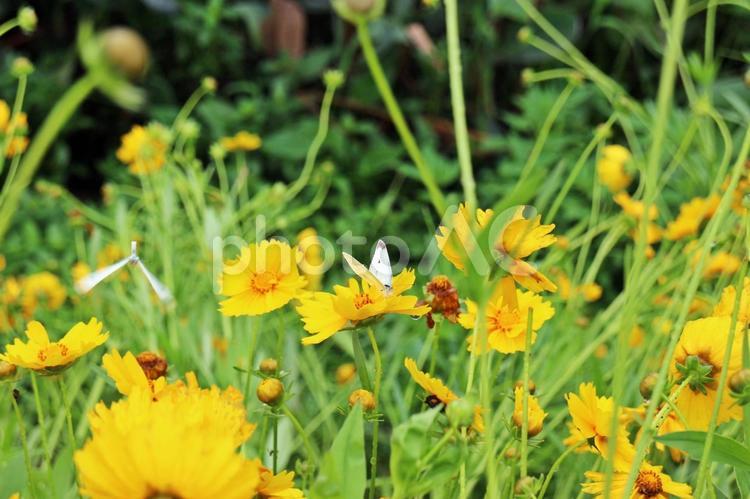 花いっぱいとモンシロ蝶～世界遺産、西逓 春の花,黄色の花,中国世界遺産の写真素材