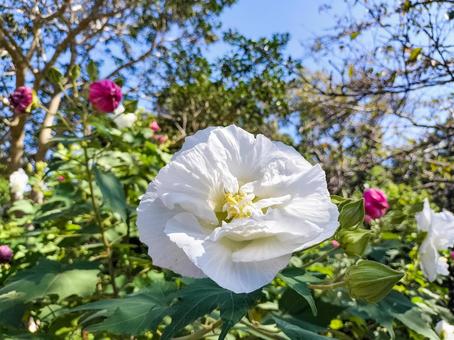 芙蓉の花　伊豆下田の寝姿山にて 芙蓉,花,下田の写真素材