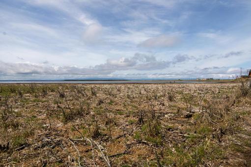 枯れた木々が広がる景色 枯れた木々が広がる景色 野付半島,砂嘴,トドワラの写真素材