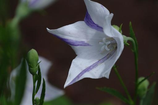 Photo, campanulaceae, flower, bellflower family, 