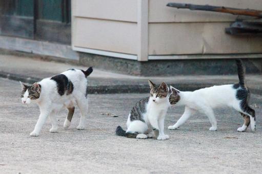 外を歩く親猫と2匹の子猫 外を歩く親猫と2匹の子猫 猫,野良猫,飼い猫の写真素材