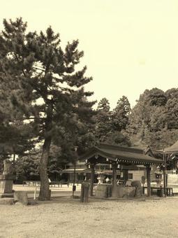 島根県-物部神社-手水舎 物部神社,神社,石見国の写真素材
