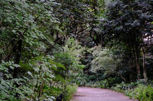 ［季節のイメージ］晩秋｜雨｜森｜散歩道 自然教育園,白金台,港区の写真素材