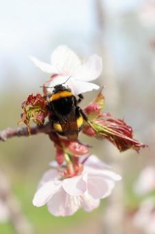 European Bumblebee, JPG European Bumblebee, JPG