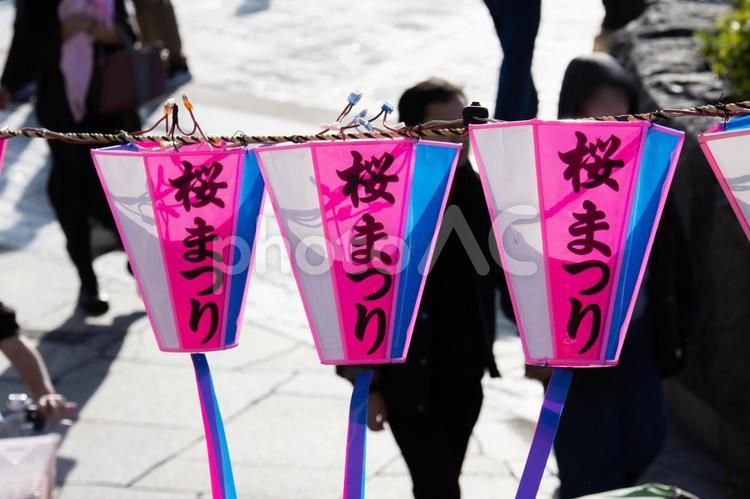 桜まつり 桜まつり,さくら祭り,桜の写真素材