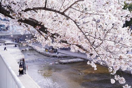 花見 花見の写真