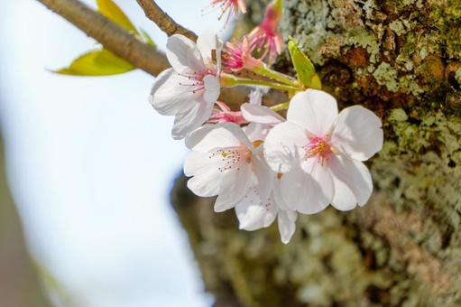 Close-up of a blooming Yoko Sakura tree trunk, JPG