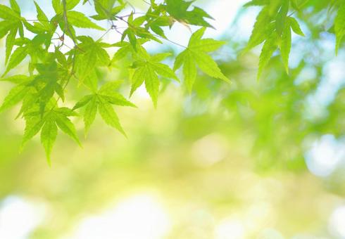 緑の楓 風薫る新緑の季節テクスチャ背景 緑の楓 風薫る新緑の季節テクスチャ背景の写真