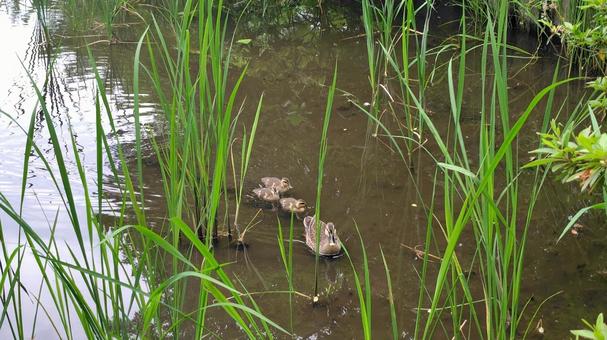 Photo, cargamo, bird, duck family, 