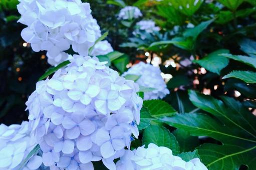 Hydrangea at dusk, JPG