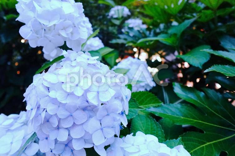 夕暮れ時の紫陽花 あじさい,梅雨,ブルーの写真素材