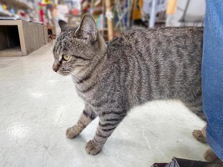 人懐っこいノラ猫の写真