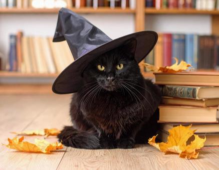 魔女の猫 魔女の猫の写真