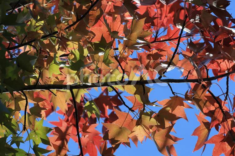紅葉したモミジバフウ モミジバフウ,紅葉,葉の写真素材