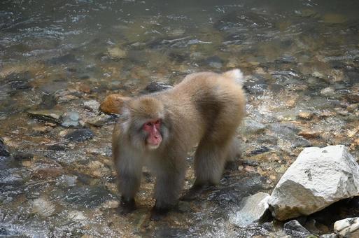 ニホンザル ニホンザルの写真