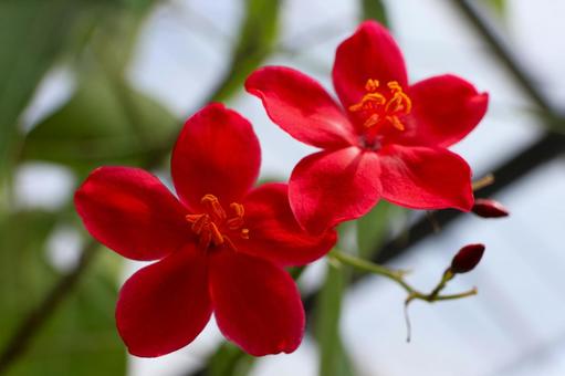 9月中旬の温室のテイキンザクラの花 9月中旬の温室のテイキンザクラの花 テイキンザクラ,花,植物の写真素材