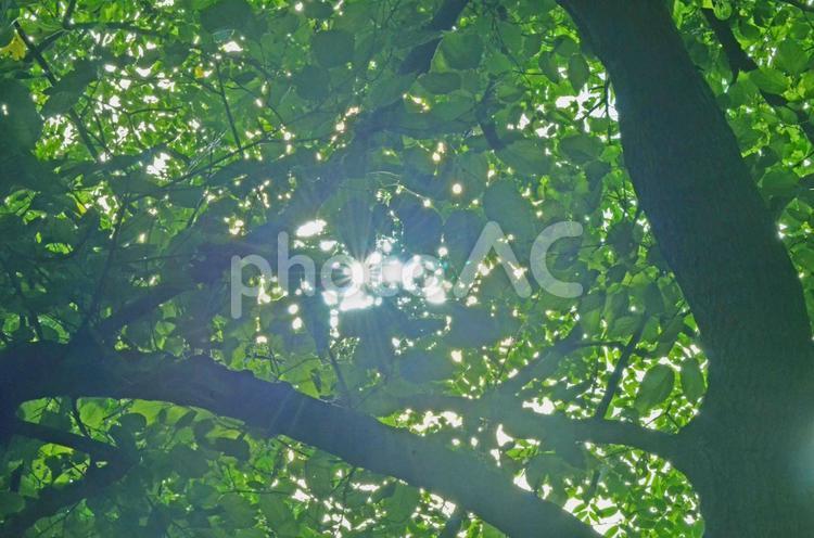 木漏れ日２ 木漏れ日,木,森の写真素材