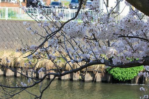 散歩道の川沿いの桜 散歩道の川沿いの桜の写真