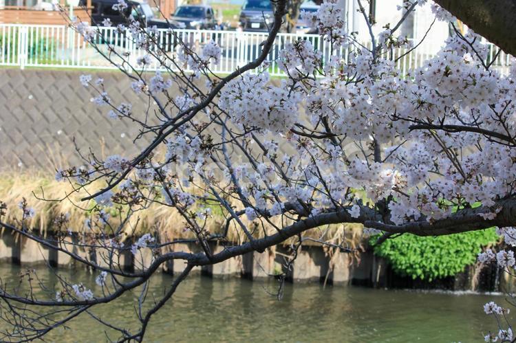 散歩道の川沿いの桜 桜,満開,春の写真素材