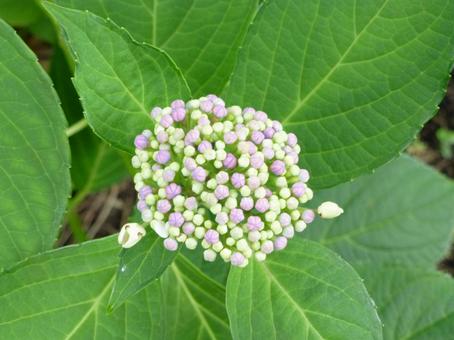 装飾花が付く前のシンプルなアジサイ 装飾花が付く前のシンプルなアジサイ アジサイ,花,植物の写真素材