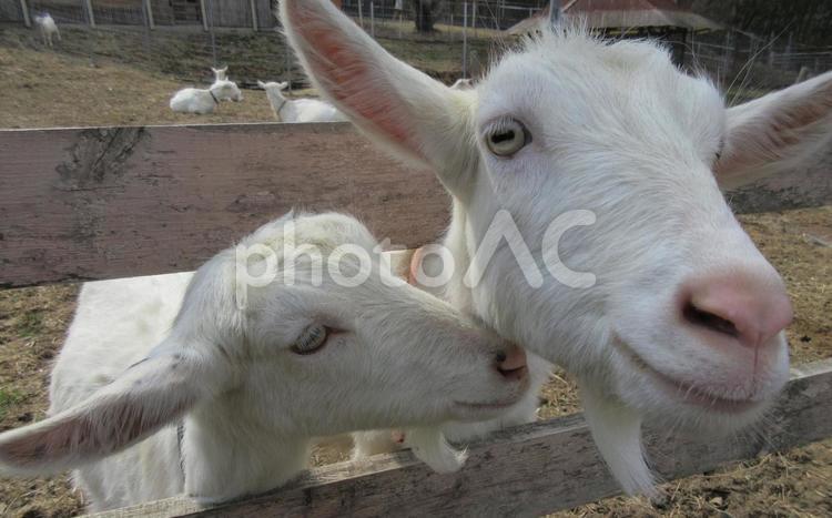 ヤギ　仲良し ヤギ,山羊,やぎの写真素材