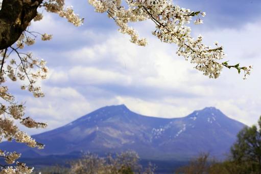 森町の桜の花の咲きに駒ヶ岳 森町の桜の花の咲きに駒ヶ岳の写真