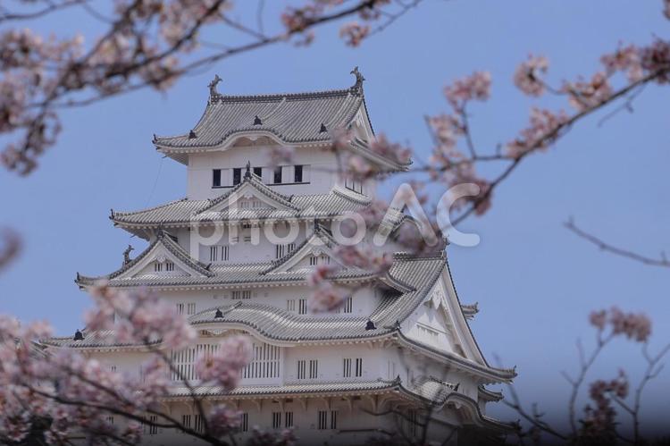 姫路城と満開の桜46 姫路城,満開,桜の写真素材