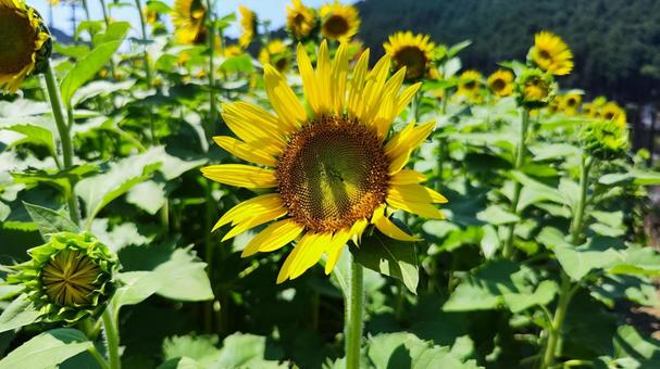 夏を抱きしめる花畑 ひまわり,洲原ひまわりの里,黄金色の花畑の写真素材
