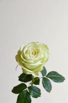 照片, 玫瑰, 绿茵, 绿玫瑰, 