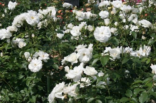 バラ・薔薇 アイスバーグ バラ・薔薇 アイスバーグ アイスバーグ,iceberg,風景マクロの写真素材