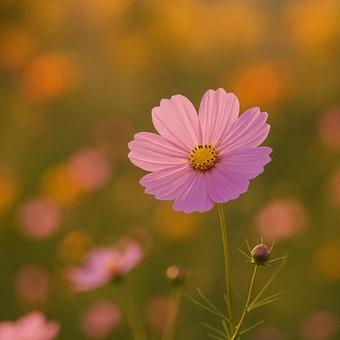秋に咲くコスモスの花 秋に咲くコスモスの花の写真