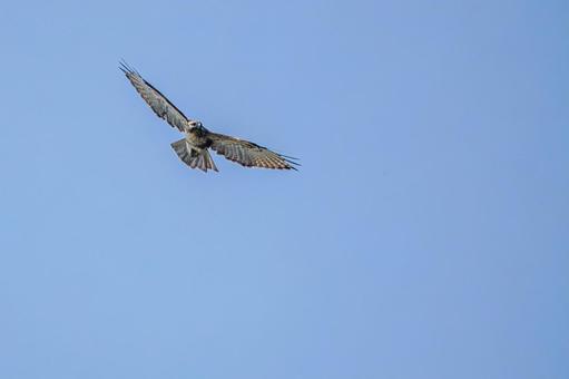 ノスリ⑷ ノスリ⑷ 鳥,ノスリ,鳥類の写真素材