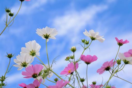 青空とコスモスの花 青空とコスモスの花 コスモス,秋,花の写真素材