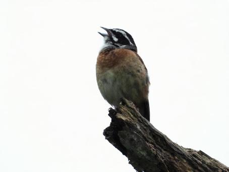 枝につかまり鳴くホオジロ 枝につかまり鳴くホオジロの写真