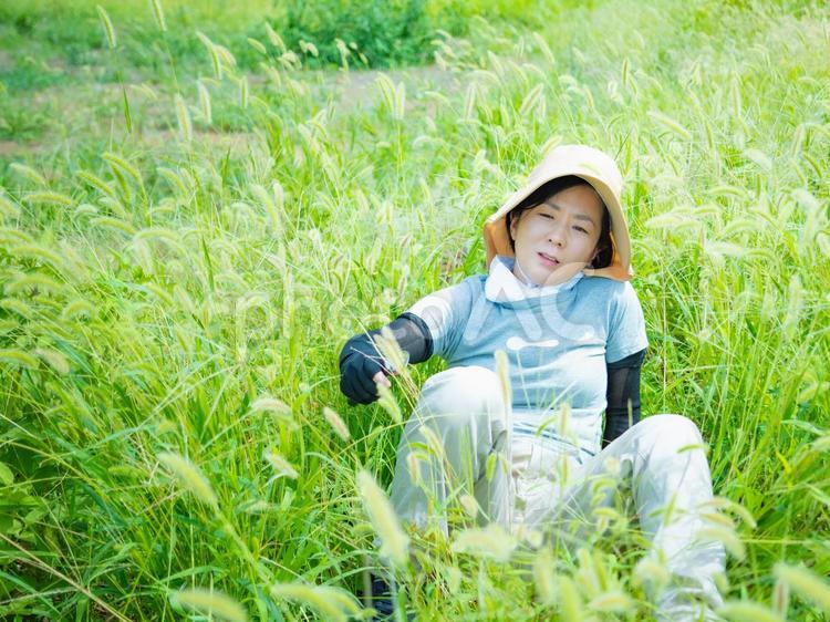 35：草むしりをする女性 屋外作業,草刈り,雑草の写真素材