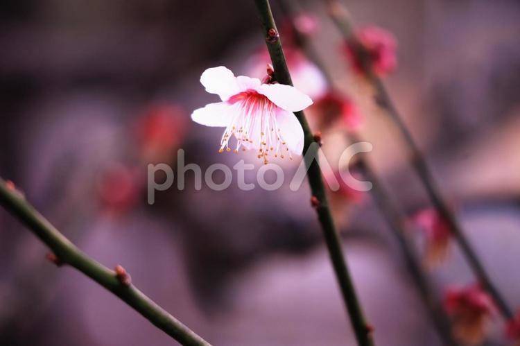 春の訪れと美しい梅の花 花,春,梅の写真素材