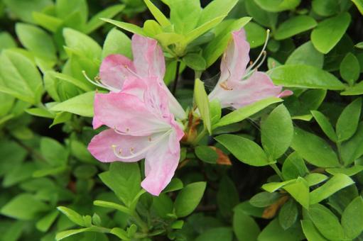 Azalea, JPG