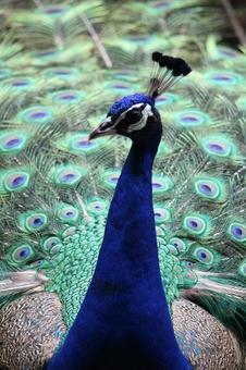 クジャク クジャクの写真