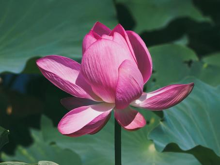 Lotus flowers beginning to bloom⑦, JPG
