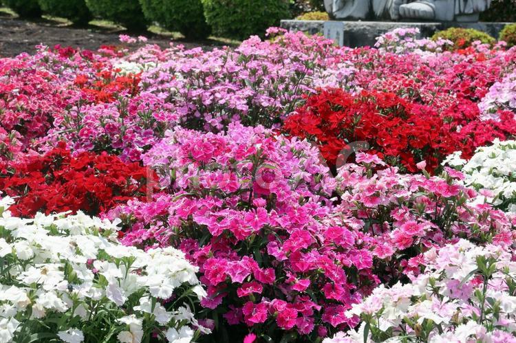 有明の森フラワー公園の花02 赤,花びら,自然の写真素材