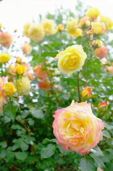 薔薇園 薔薇園の写真