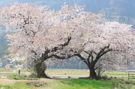 夫婦桜 夫婦桜の写真