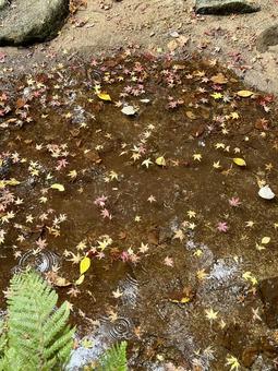 Photo, fallen leaves, chuan, to float, 
